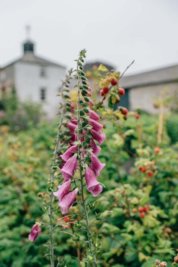 Ballydugan Country House Downpatrick Eksteriør bilde